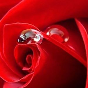 Meet your Posher, Roxanne